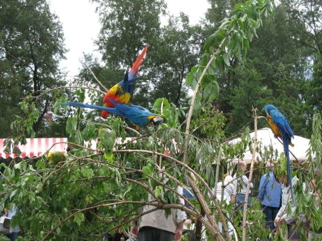 2011-08-14 stuif-in Kralingsebos